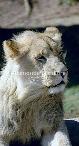 Weißer afrikanischer Löwe / White African Lion / Panthera Leo