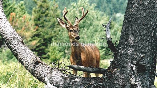 Maultierhirsch / Mule Deer / Odocoileus hemionus