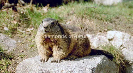 Alpenmurmeltier / Marmot / Marmota marmota