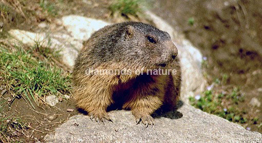 Alpenmurmeltier / Marmot / Marmota marmota