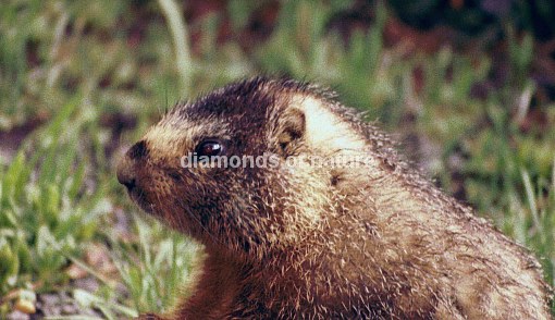 Eisgraues Murmeltier / Marmot / Marmota caligata
