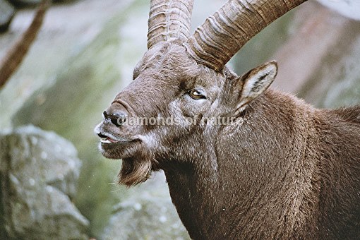 Mähnenspringer / Barbary Sheep / Ammotragus lervia