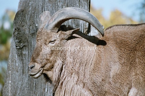 Mähnenspringer / Barbary Sheep / Ammotragus lervia