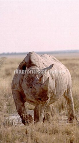 Spitzmaulnashorn / Hook-lipped Rhinoceros / Diceros bicornis