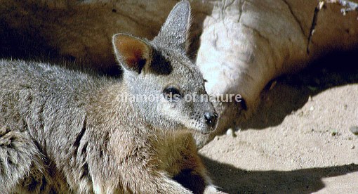 Parmakänguruh / Parma Wallaby / Macropus parma