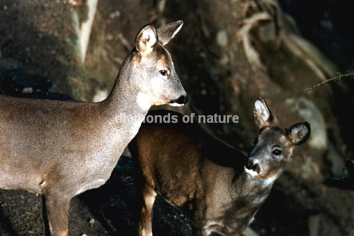 Rehwild / Roe Deer / Capreolus capreolus