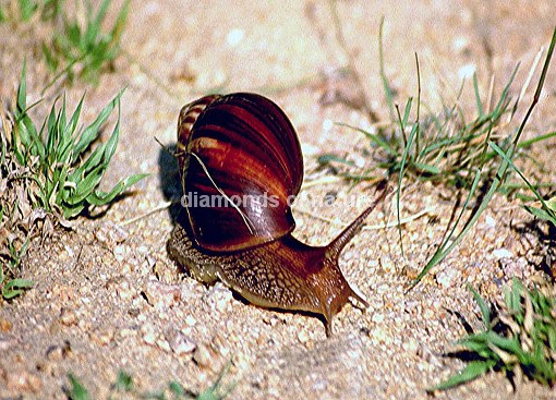 Achatschnecke / Achatina Snail / Achatina immaculata