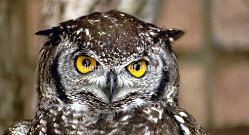 Fleckenuhu / Spotted Eagle Owl / Bubo africanus