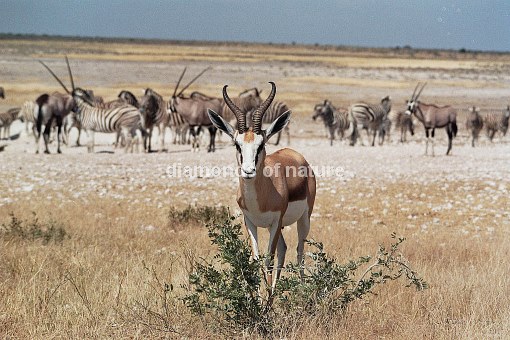 Springbock / Springbok Antelope / Antidorcas marsupialis