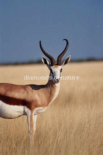 Springbock / Springbok Antelope / Antidorcas marsupialis