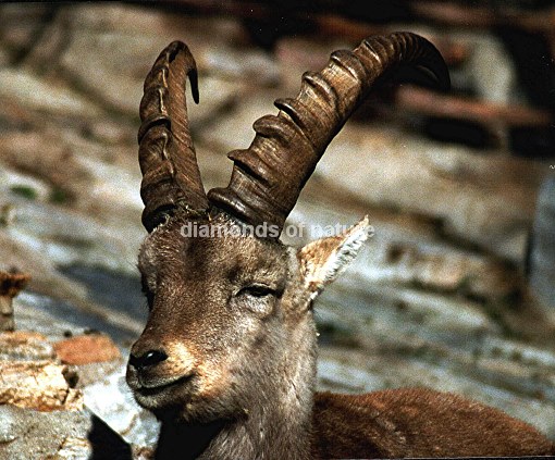 Alpensteinbock / Capricorn / Capra ibex ibex