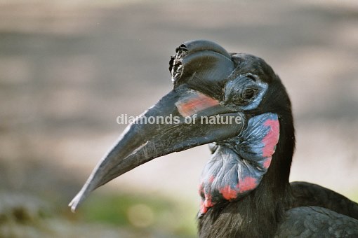 Sudanhornrabe / Abyssinian Ground Hornbill / Bucorvus abyssinicus