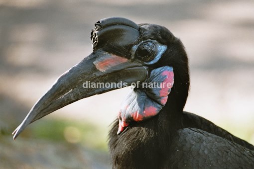 Sudanhornrabe / Abyssinian Ground Hornbill / Bucorvus abyssinicus