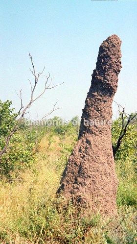 Termitenhügel / Termites' Nest