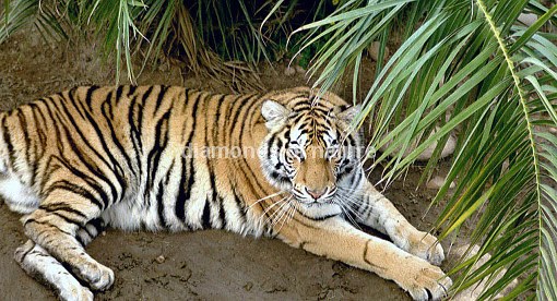 Königstiger / Royal Bengal Tiger / Panthera tigris tigris