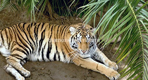 Königstiger / Royal Bengal Tiger / Panthera tigris tigris