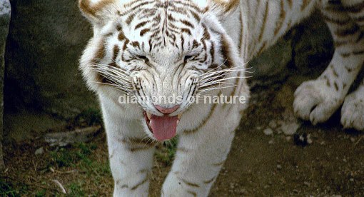 Weißer Königstiger / White Royal Bengal Tiger / Panthera tigris tigris