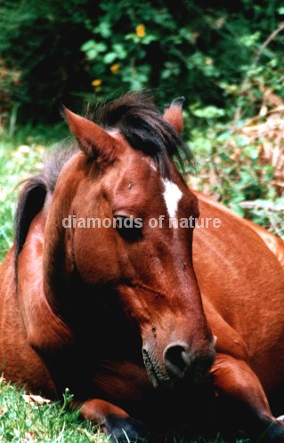 Wildpferd / Wild Horse / Equus caballus