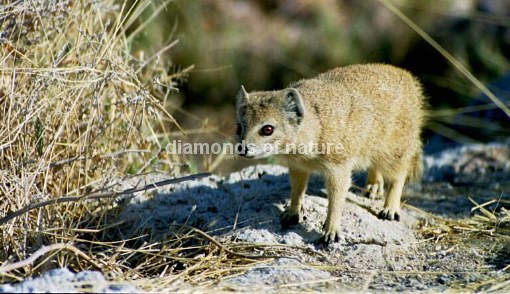 Fuchsmanguste / Yellow Mongoose / Cynictis penicillata