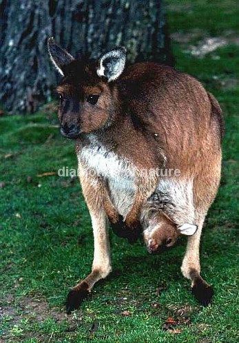Östliches Graues Riesenkänguruh / Eastern Grey Kangaroo / Macropus giganteus