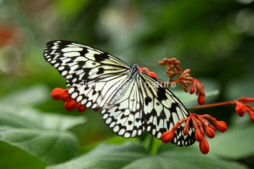 Weiße Baumnymphe / Rice Paper Butterfly / Idea leuconoe