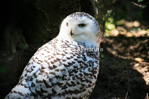 Schnee-Eule / Great White Owl / Bubo scandiacus