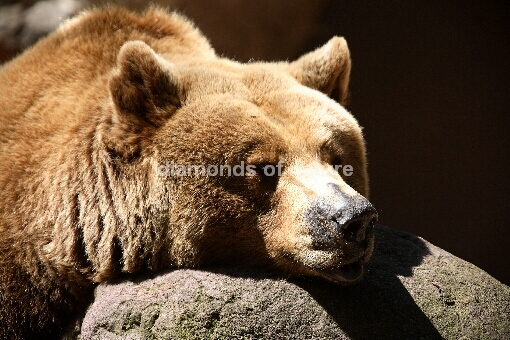 Europäischer Braunbär / European Brown bear / Ursus arctos