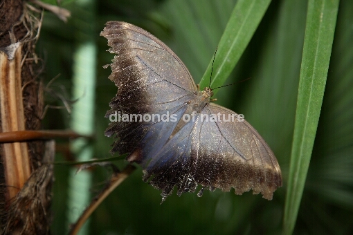 Bananenfalter / Owl Butterfly / Caligo eurilochus