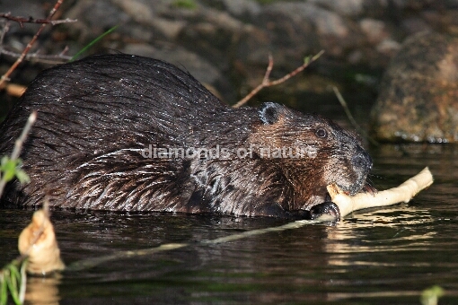Kanadischer Biber / American Beaver / Castor canadensis