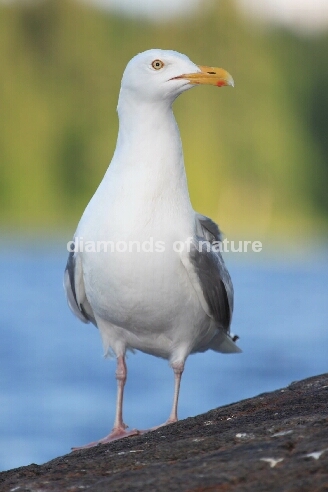 Silbermöwe / Herring Gull / Larus argentatus