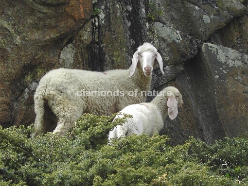Schaf / Sheep / Ovis