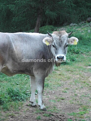 Rind / Cattle / Bovinae