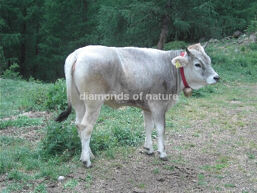 Rind / Cattle / Bovinae