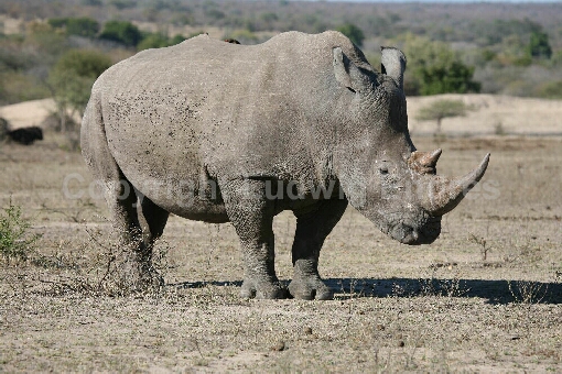 Breitmaulnashorn / Square-lipped Rhinoceros / Ceratotherium Simum