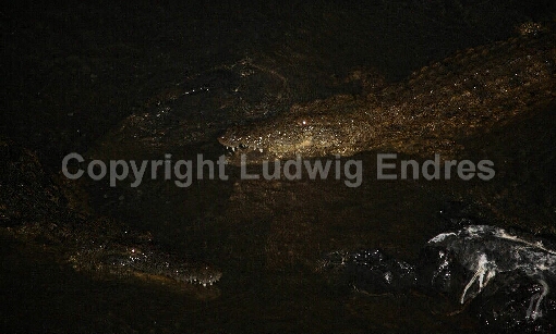 Nilkrokodil bei Nacht / Nile Crocodile at night / Crocodylus Niloticus
