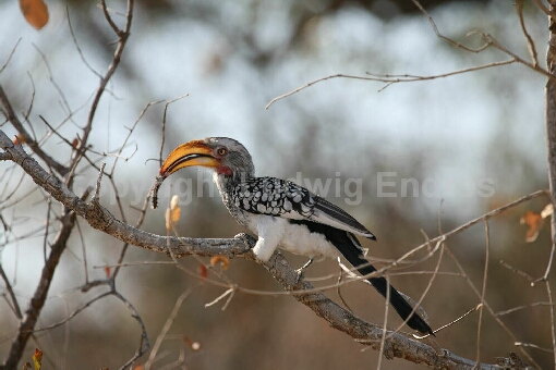 Gelbschnabeltoko / Yellow-billed Hornbill / Tockus flavirostris
