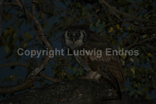 Blaßuhu / Verreaux's Eagle-Owl / Bubo lacteus