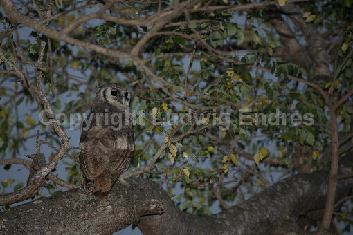 Blaßuhu / Verreaux's Eagle-Owl / Bubo lacteus