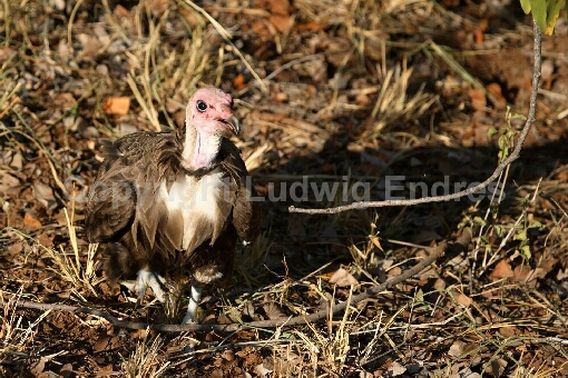 Kappengeier / Hooded Vulture / Necrosyrtes manachus