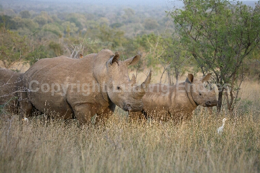 Breitmaulnashorn / Square-lipped Rhinoceros / Ceratotherium Simum