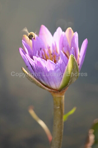 Blume mit Biene / Flower with bee / Flos et