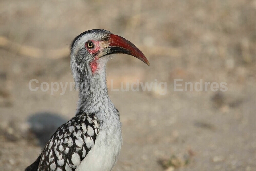 Rotschnabeltoko / Red-billed Hornbill / Tockus erythrorhynchus