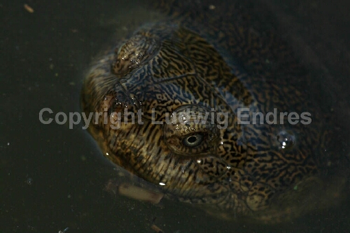 Starrbrust-Pelomeduse / Marsh or Helmeted Turtle / Pelomedusa subrufa