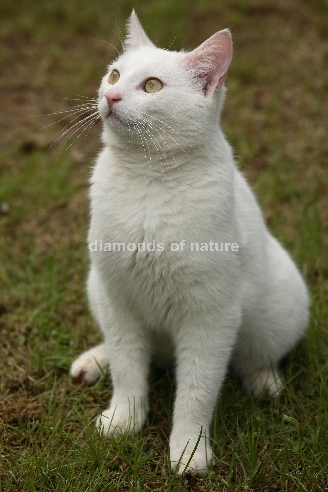 Hauskatze / Domestic Cat / Felis domestica