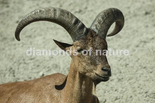 Daghestanischer Tur / East Caucasian Tur / Capra ibex cylindricornis
