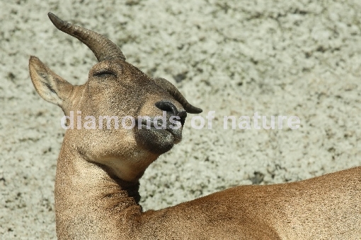 Daghestanischer Tur / East Caucasian Tur / Capra ibex cylindricornis