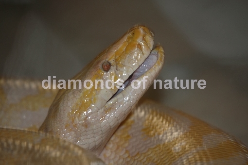 Burma Python / Burmese Python / Python molurus bivittatus