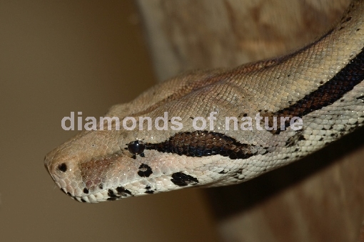Burma Python / Burmese Python / Python molurus bivittatus