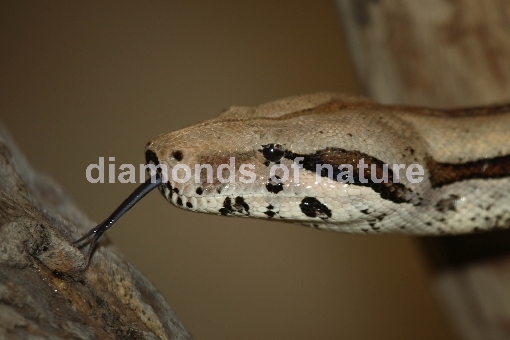 Burma Python / Burmese Python / Python molurus bivittatus
