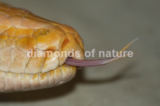Burma Python / Burmese Python / Python molurus bivittatus